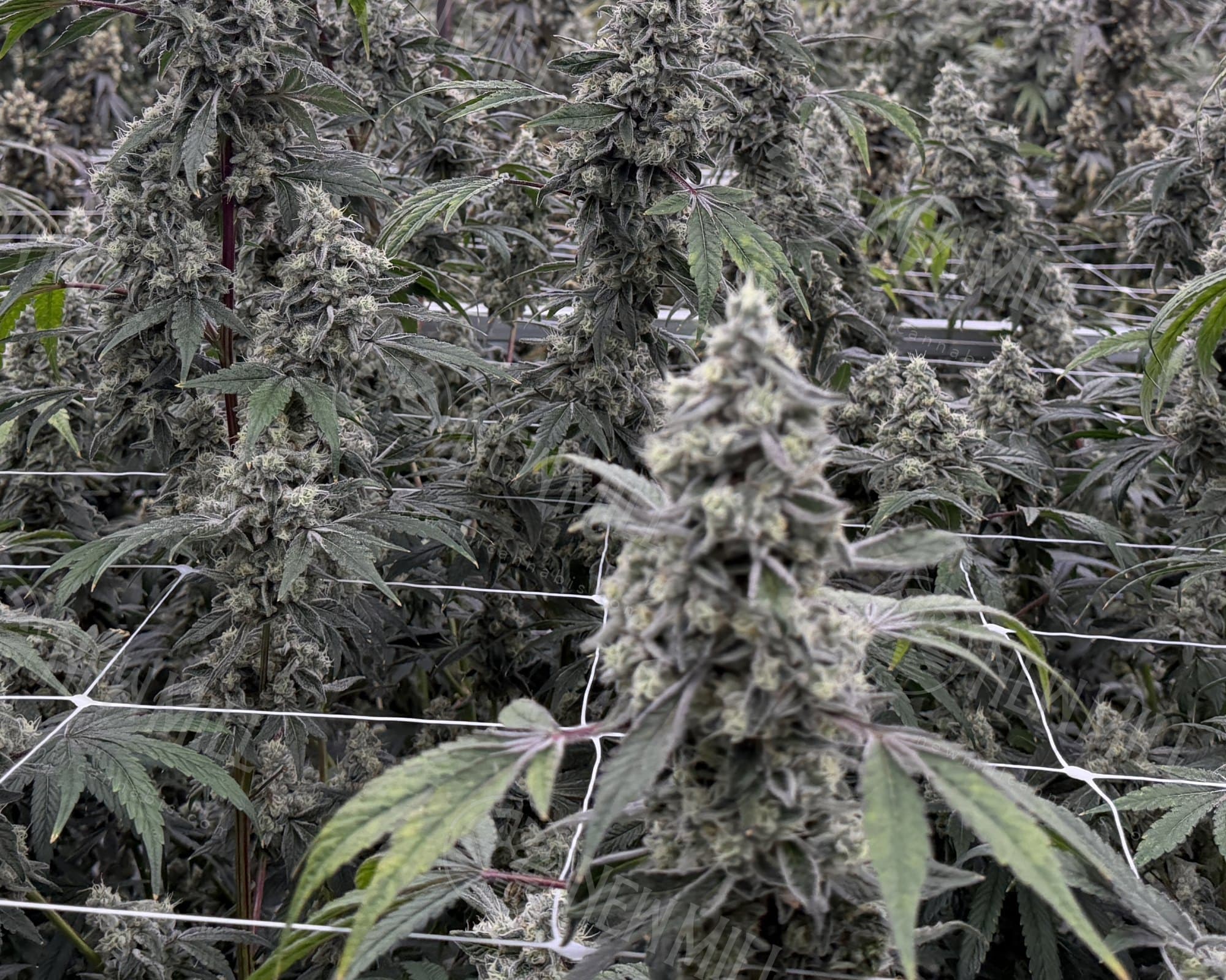 Our grow room: rows of flowering plants forming an even canopy, held up by white trellis netting