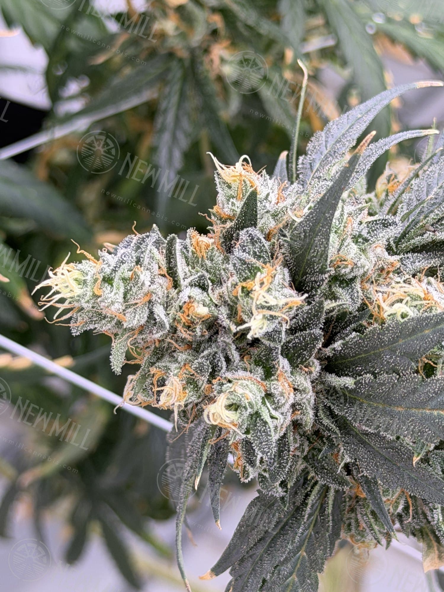 Close-up of a flowering bud with copper-orange pistils and frosty trichomes, fan leaves behind it