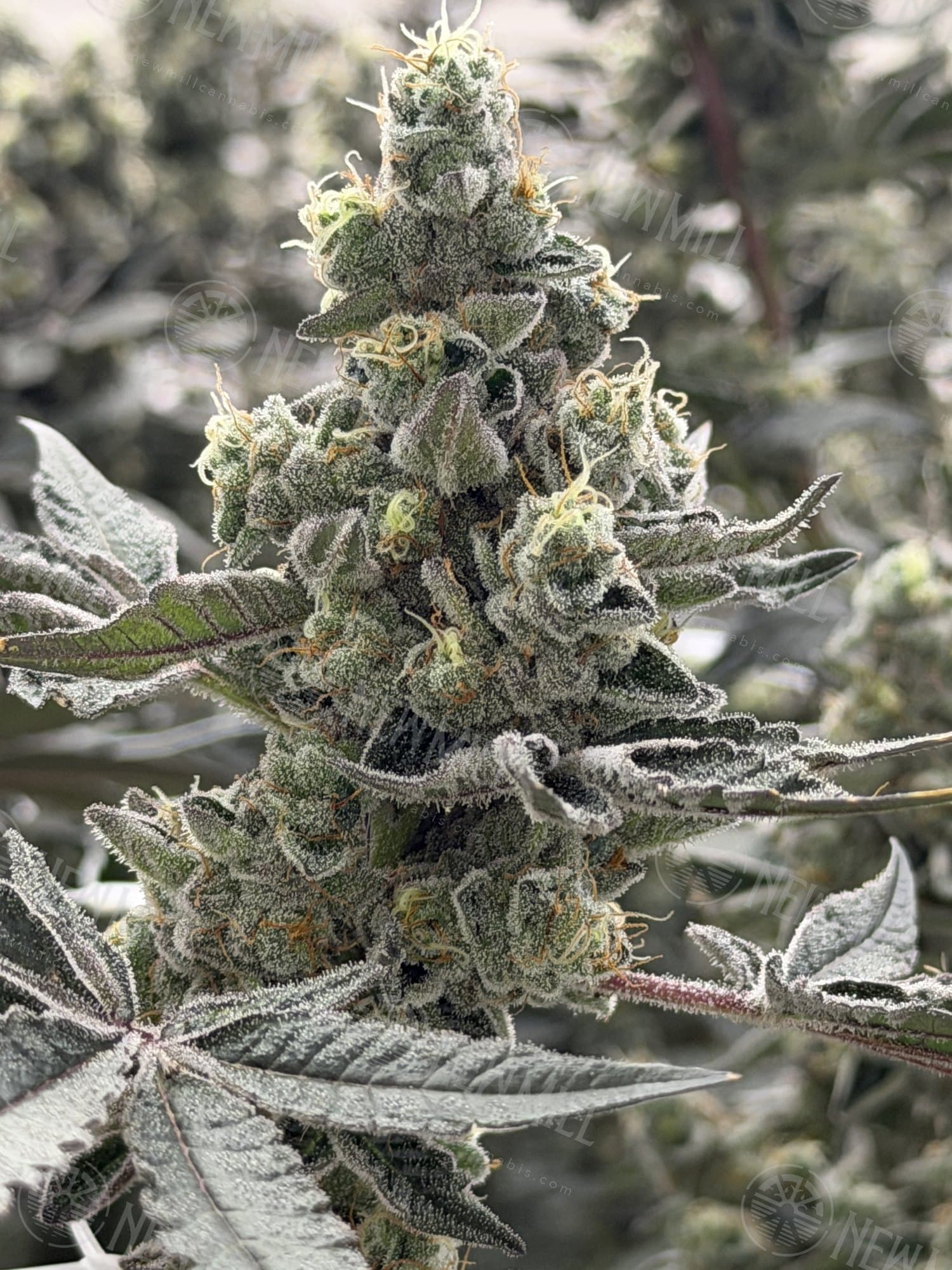 A flowering top framed by large, jagged fan leaves