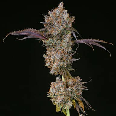 XXX | Flower | 14g