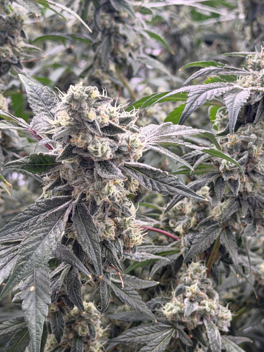 A tall cola reaching toward the top of the canopy