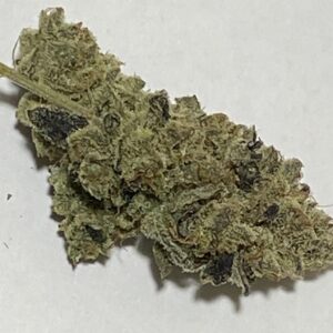 Mimosa Zkittlez Flower