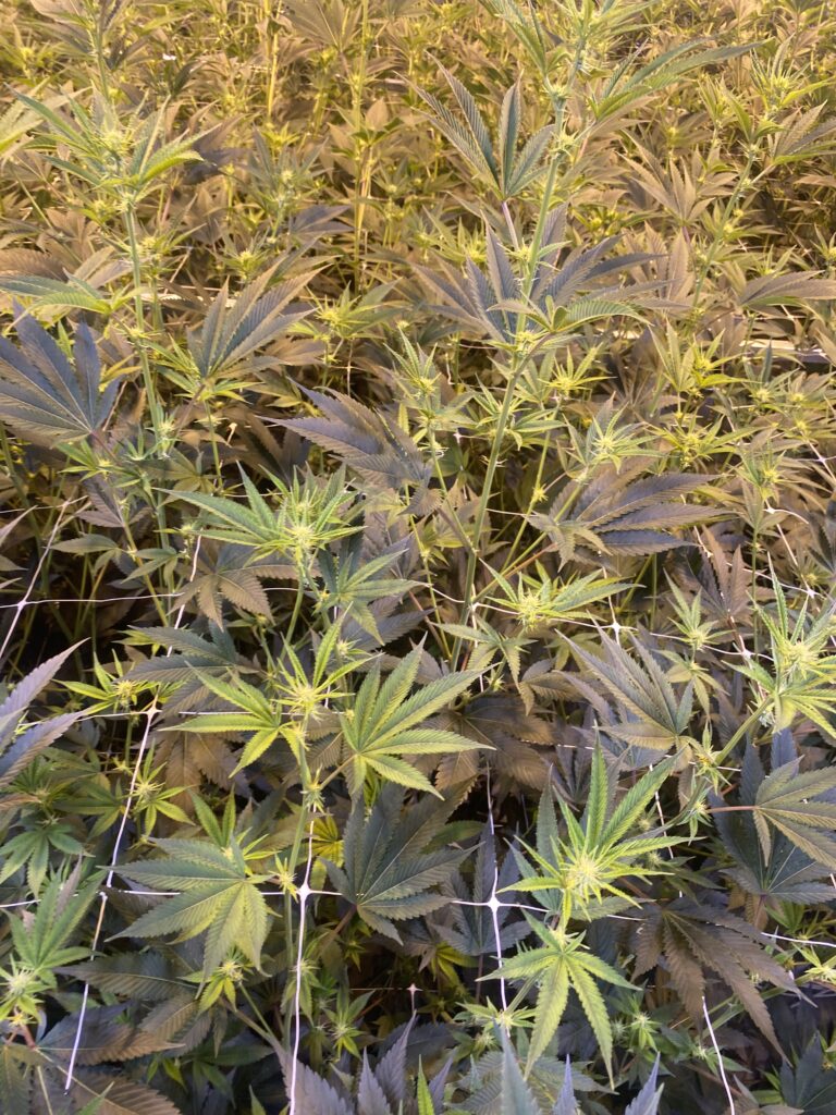 New Mill Medical Marijuana Grow Day 18