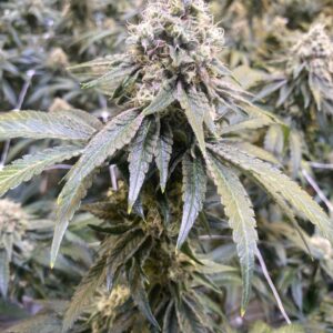 Crescendo Cannabis Flower