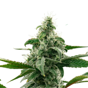 Flower Cannabis Cresendo