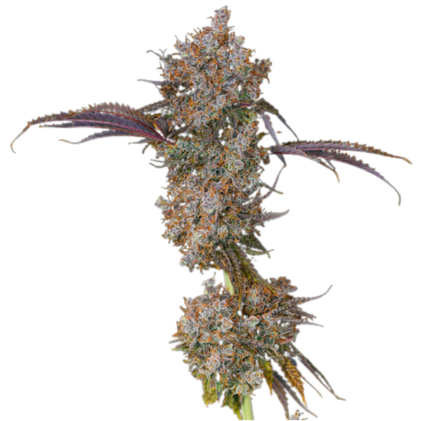XXX Cannabis Flower