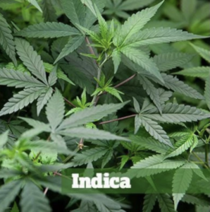 Indica Cannabis Strain Leaf
