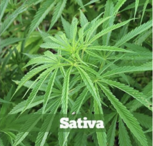 Sativa Cannabis Strain Leaf