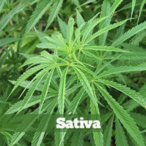Sativa Cannabis Strain Leaf